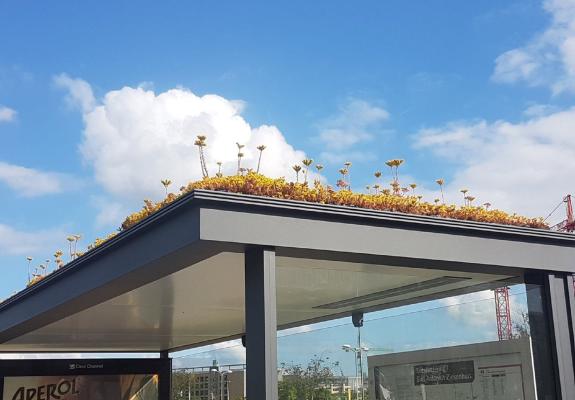 Στην Ολλανδία φτιάχνουν στάσεις λεωφορείου φιλικές για μέλισσες