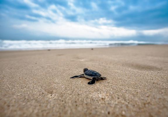 Λάρνακα: Τρακτέρ σε παραλία με φωλιές θαλάσσιων χελώνων