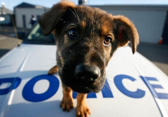 «Πράσινο» από το Υπουργικό για δημιουργία αστυνομίας για τα ζώα