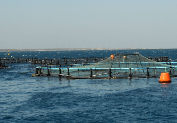 Πρωτοπορεί η Κύπρος στην υδατοκαλλιέργεια της Μεσογείου