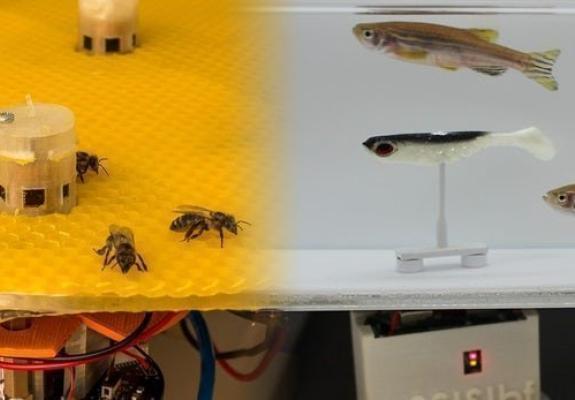 Ρομπότ βοηθούν μέλισσες και ψάρια να "επικοινωνήσουν"