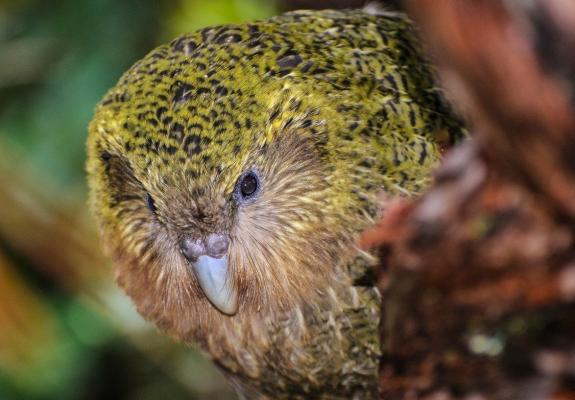 Οι παπαγάλοι Kakapo, μάλλον την "γλύτωσαν"