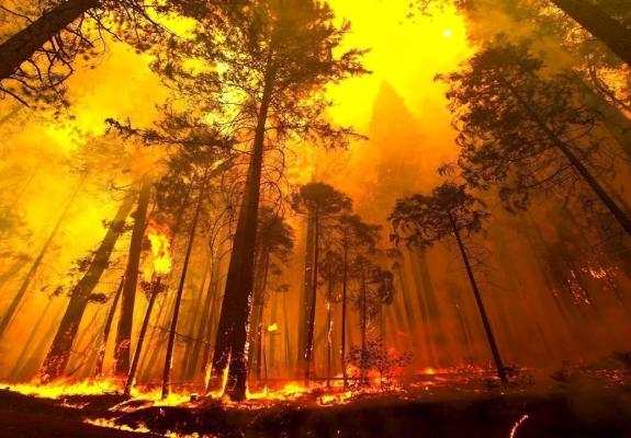 WWF: Οι «γιγαντιαίες πυρκαγιές» απειλούν την Ευρώπη
