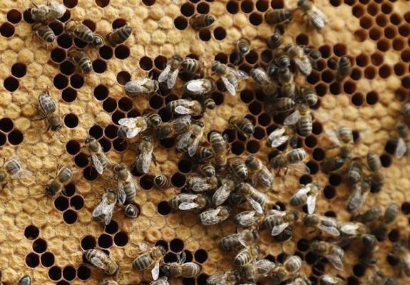 Τι σχέση έχει το μέλλον των drones με τις... μέλισσες;