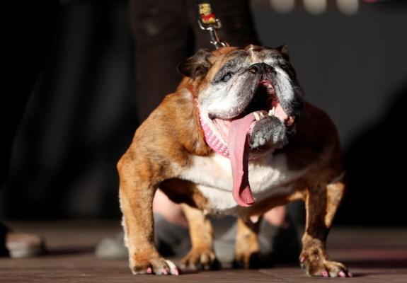 Ο πιο άσχημος σκύλος του κόσμου κέρδισε 1500 δολάρια