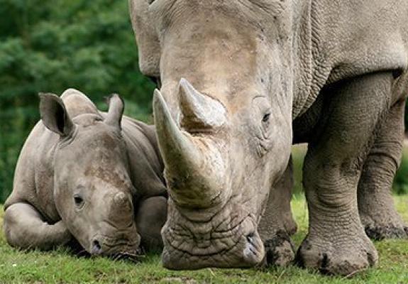 Υβριδικά έμβρυα θα σώσουν τους λευκούς ρινόκερους