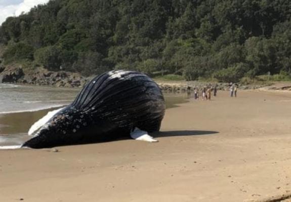 Έκλεισαν παραλία υπό τον φόβο έκρηξης νεκρής φάλαινας
