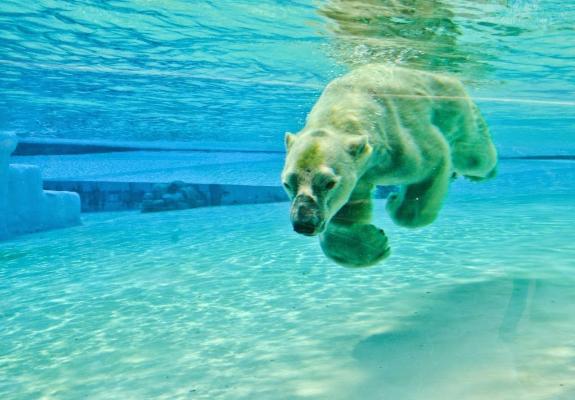 Πέθανε η πολική αρκούδα που ζούσε σε τροπικό νησί
