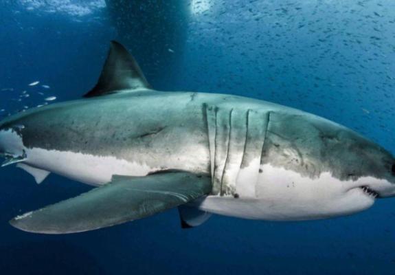 Αποκωδικοποιήθηκε πρώτη φορά το dna του λευκού καρχαρία