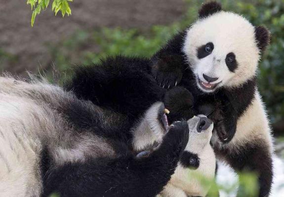 Κίνα:Θεάθηκε εξαιρετικά σπάνιο είδος panda με αλφισμό