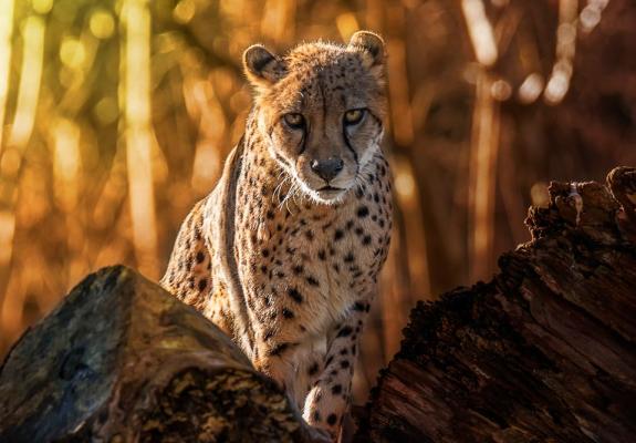 Tα cheetah απειλούνται από τη νέα μόδα που τα θέλει...κατοικίδια
