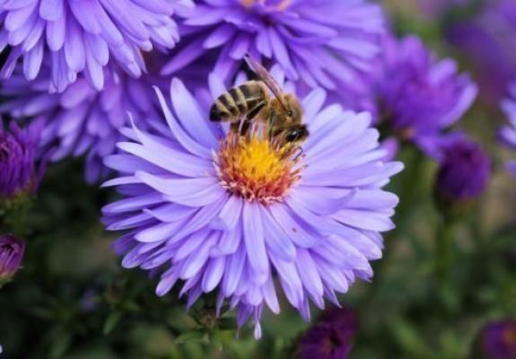 Απίστευτο: Οι μέλισσες μπορούν να κατανοήσουν την έννοια του μηδενός