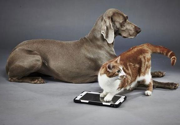 Ράτσες σκύλων και γάτων αναγνωρίζει το Google Lens