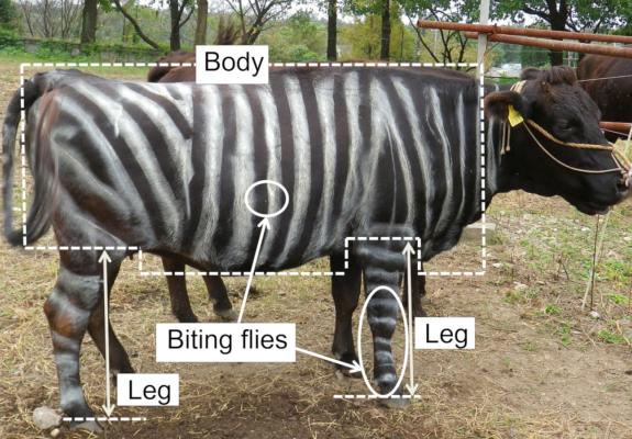 Γιατί οι αγελάδες «μεταμφιέζονται» σε ζέβρες;