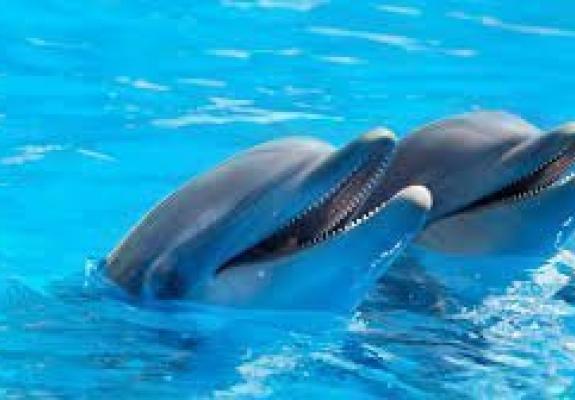 Ενδείξεις για Αλτσχάιμερ σε δελφίνια