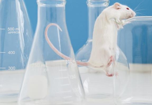 Επιστήμονες μετέτρεψαν αρσενικά ποντίκια σε θηλυκά