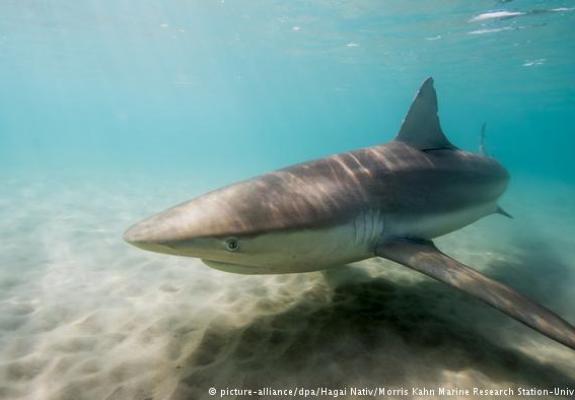 Το Ισραήλ, «τζακούζι» για καρχαρίες