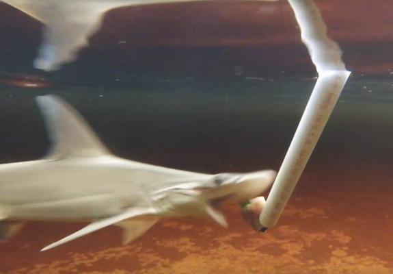 Ανακαλύφθηκε o πρώτος «χορτοφάγος» καρχαρίας