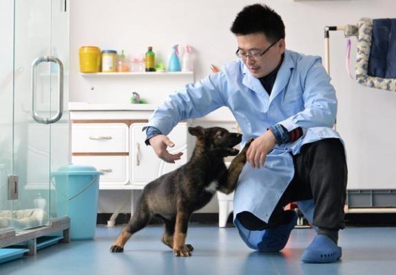 Κίνα: Κλωνοποίησαν την "Sherlock Holmes" των αστυνομικών σκύλων
