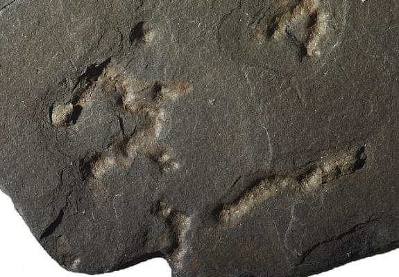 Απολιθώματα αποκαλύπτουν ζωή στη γη πριν 2,1 δισ. χρόνια