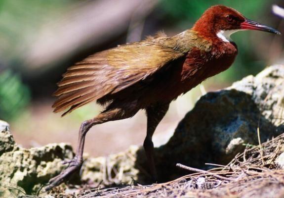 Εξαφανισμένο είδος πτηνού επανεμφανίστηκε μετά από 136.000 χρόνια
