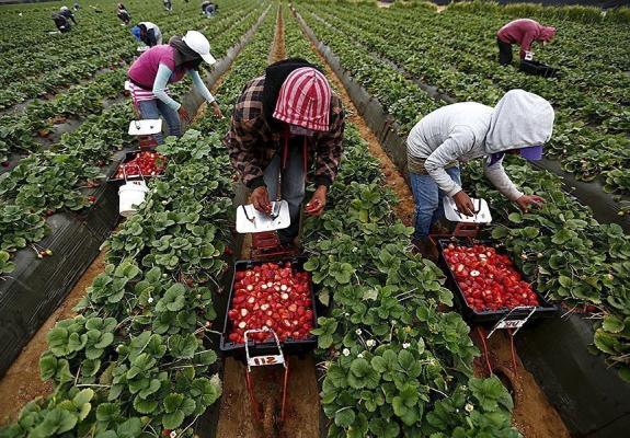 Ισπανία: Φάρμες φράουλας όπου «καλλιεργείται» η βία κατά γυναικών