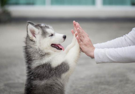 Viral έγιναν οι φωτογραφίες ομάδας σκύλων βοηθών που πήγαν θέατρο