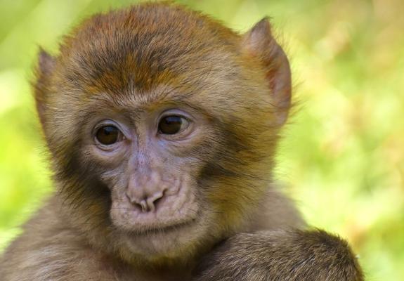 Διχάζουν οι πρώτες χίμαιρες ανθρώπων – μαϊμούδων