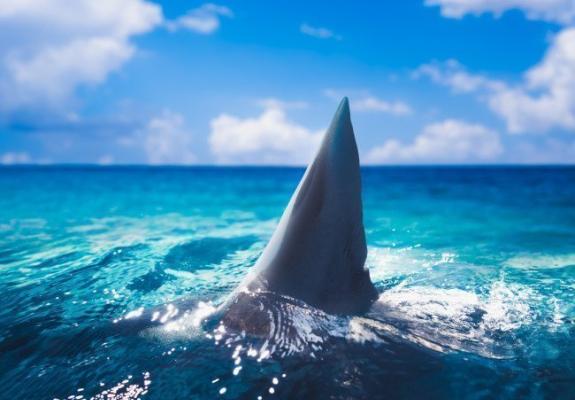 Γιατί οι καρχαρίες «αγαπούν» τη Νέα Σμύρνη