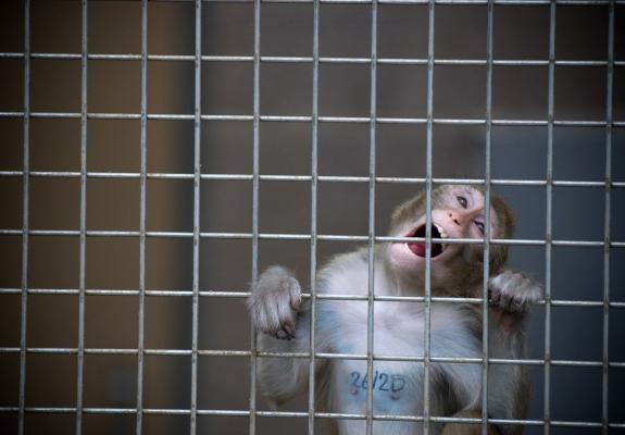 Στην Κίνα οι πρώτοι πίθηκοι με γονίδιο ανθρώπινου εγκεφάλου
