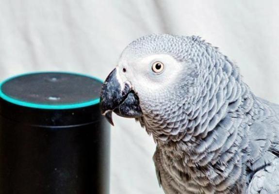 Αυτός ο παπαγάλος ερωτεύτηκε την Alexa της Amazon