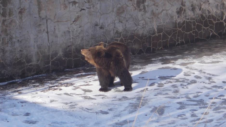 Η Χριστίνα η αρκούδα ήταν για πολλές μέρες εγκλωβισμένη σε δεξαμενή στη βόρεια Ελλάδα