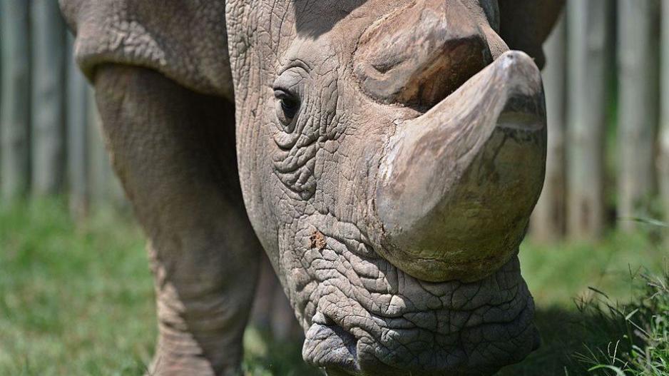 Πέθανε ο Σουδάν, ο τελευταίος αρσενικός λευκός ρινόκερος