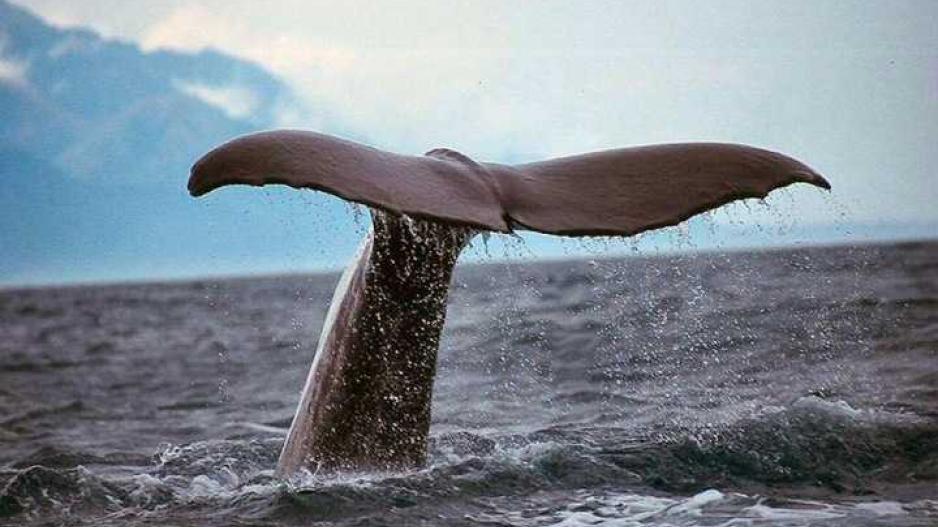 Η φάλαινα που ξεβράστηκε στην Κερύνεια το 1957