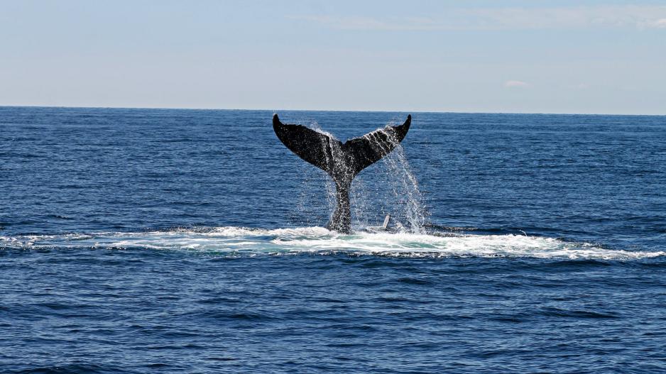 Στην Ελλάδα υπάρχουν φάλαινες και κινδυνεύουν από τα πλοία