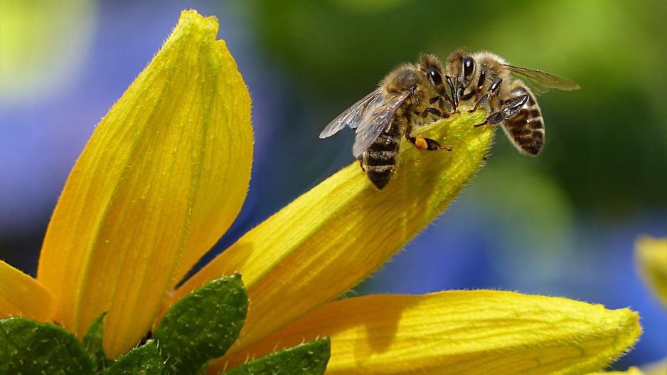 Οι μέλισσες μπορούν να ξεχωρίσουν το μηδέν από άλλους αριθμούς