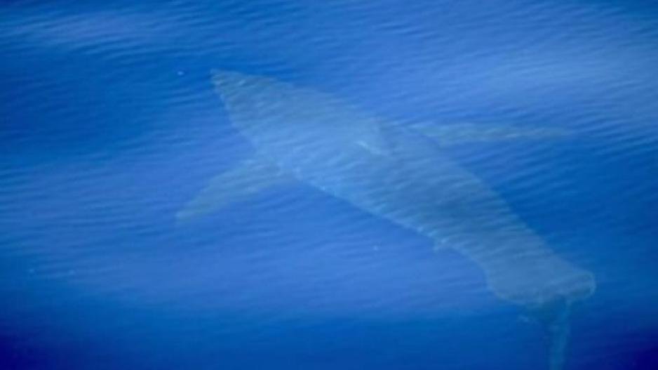 Αναστάτωση στη Μαγιόρκα από μεγάλο λευκό καρχαρία