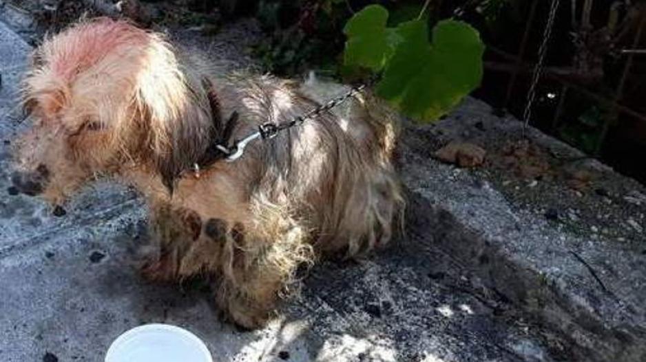 Ελλάδα: Περιέλουσε σκυλάκι με πετρέλαιο και τιμωρήθηκε με πρόστιμο 30 χιλιάδων ευρώ