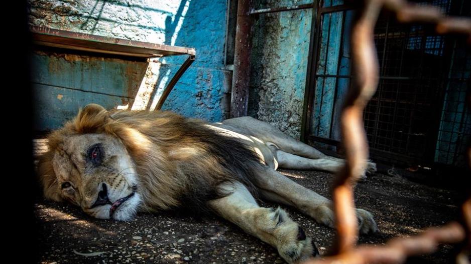 Τα εξαθλιωμένα ζώα στον χειρότερο ζωολογικό κήπο της Ευρώπης
