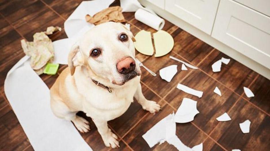 Τι μπορεί να κάνουν τα σκυλάκια όταν αισθάνονται ένοχα