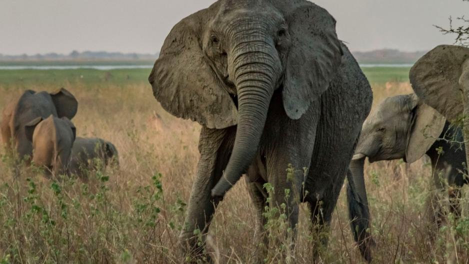 Αυτοί οι ελέφαντες γεννιούνται χωρίς χαυλιόδοντες