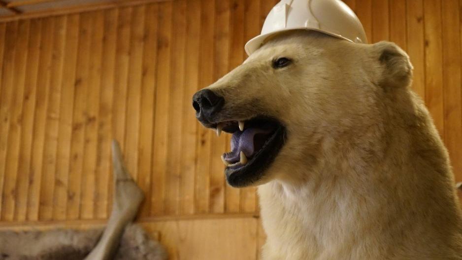 Στη Ρωσία δεκάδες πολικές αρκούδες εισέβαλαν σε χωριό ψάχνοντας φαγητό