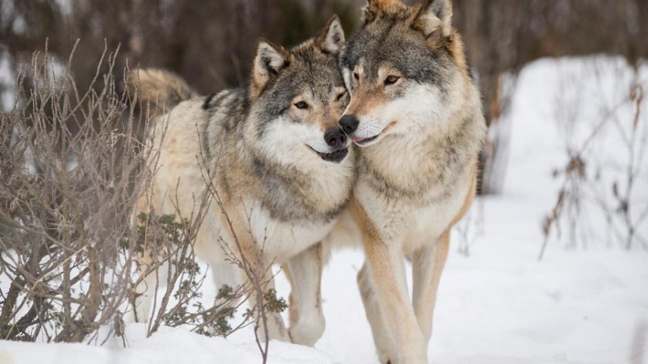 Οι λύκοι επέστρεψαν στη Γερμανία και προκαλούν εθνικό διχασμό