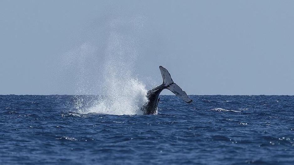 Τραυματίες από σύγκρουση φέρι μποτ με φάλαινα