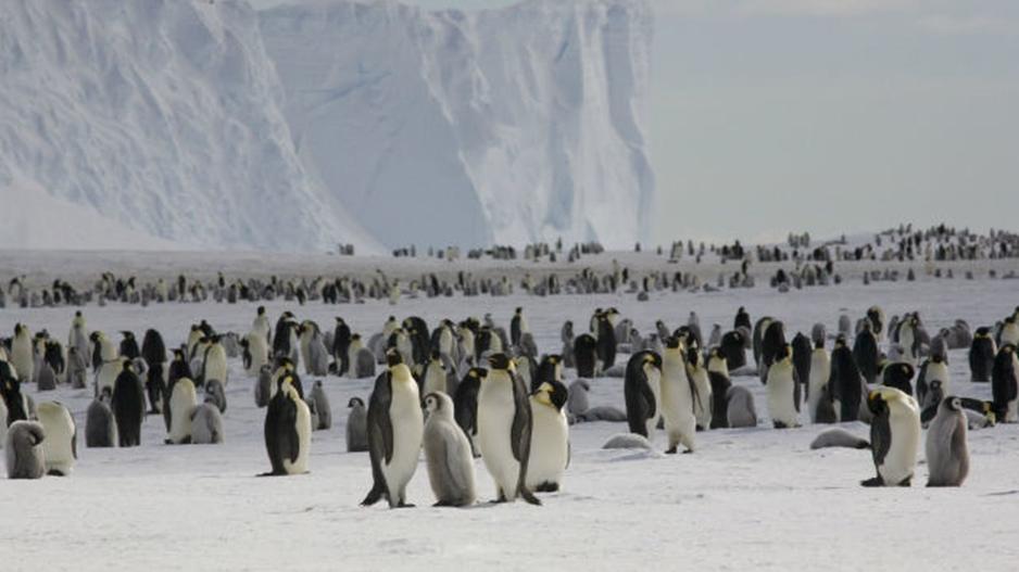 Σε άλλα νέα, μέσα σε μια νύχτα χάθηκε μια τεράστια αποικία πιγκουίνων
