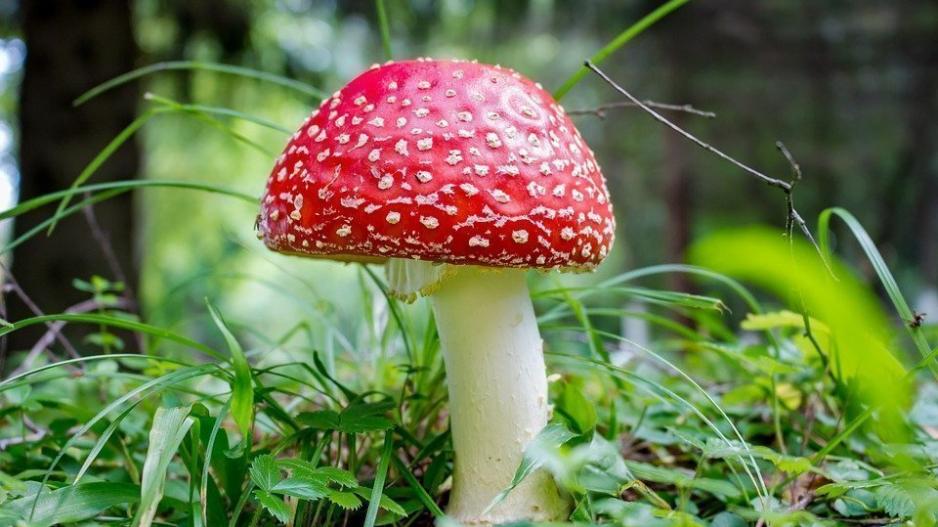 H πρώτη πόλη στην Αμέρικα που νομιμοποιεί τα magic mushrooms