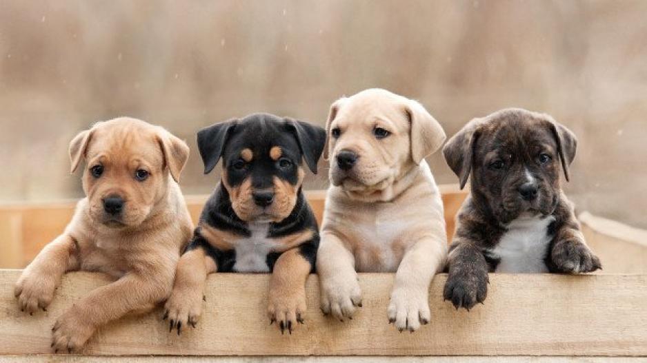 Βικτώρια Νικολάου: Αν αγαπάς τα σκυλάκια, υιοθέτησε ένα αδέσποτο
