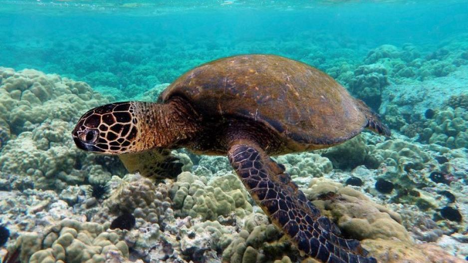 Υπάρχει νομοθεσία για τις χελώνες στην Κύπρο αλλά δεν τηρείται