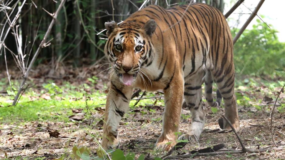 Σκότωσαν με ρόπαλα και βέργες τίγρη που είχε επιτεθεί σε ανθρώπους
