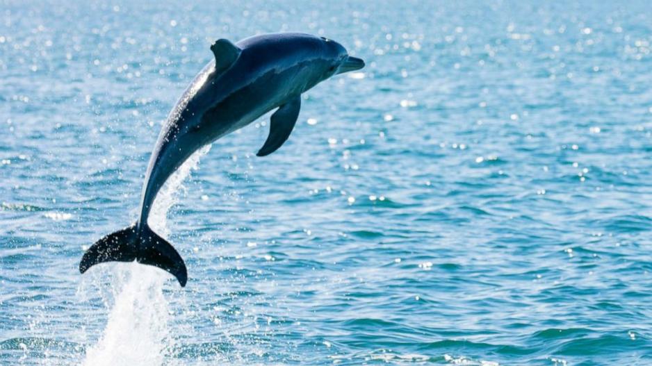 Λάρνακα: Ένα πανέμορφο δελφίνι στα ανοικτά